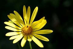 Marguerite