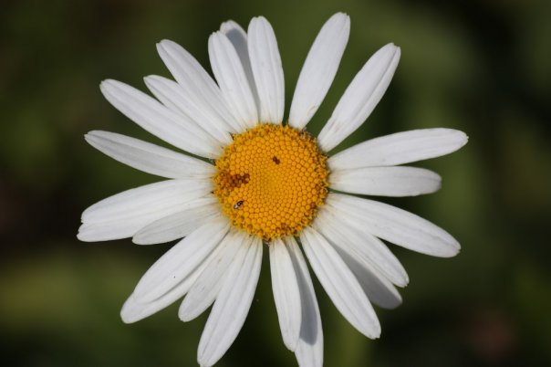 Marguerite