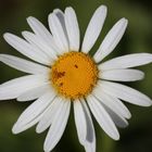 Marguerite