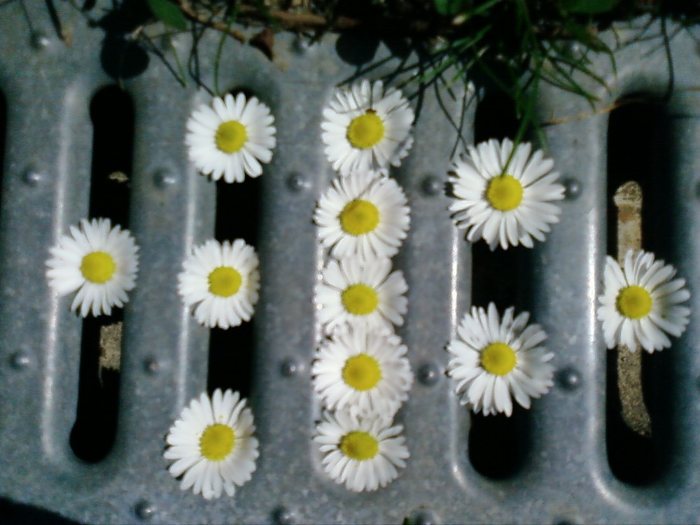 Marguerite