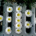 Marguerite