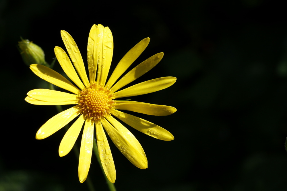 Marguerite