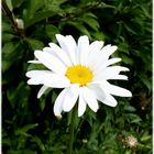 marguerite