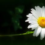 MargueriTE  :)