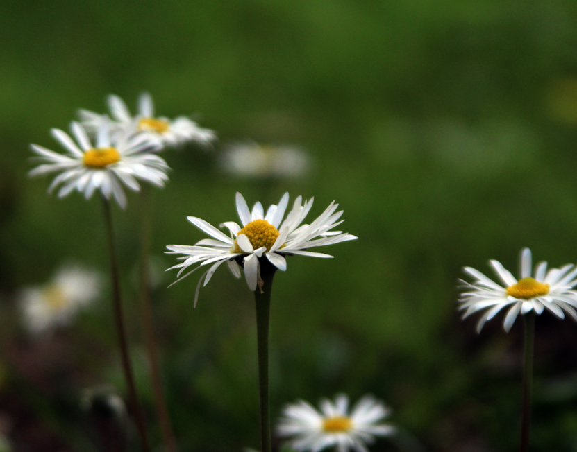 Marguerite