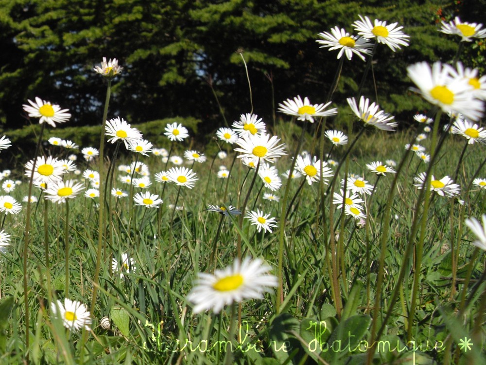 Marguerite.