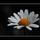 Marguerite