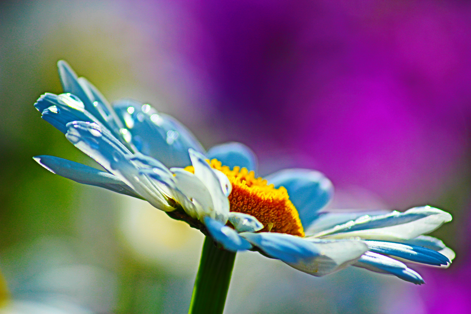 marguerite