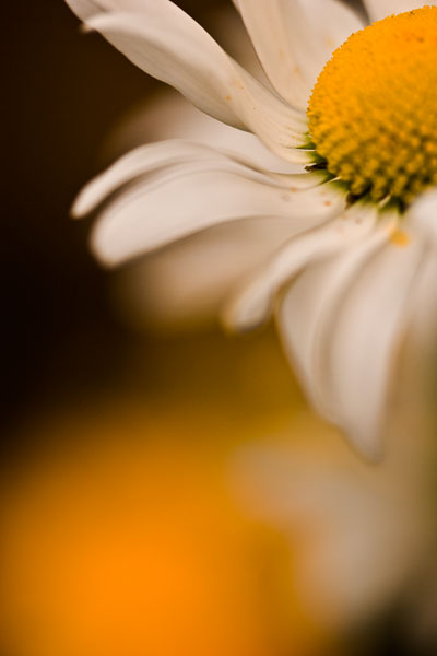 Marguerite