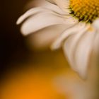 Marguerite