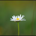 Marguerite