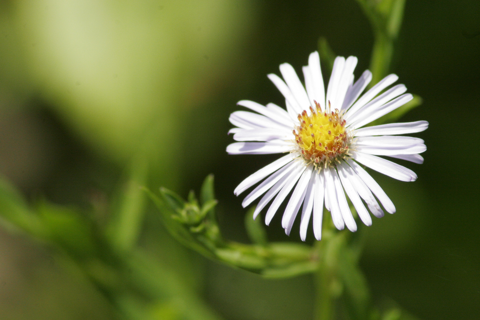 marguerite