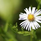 marguerite