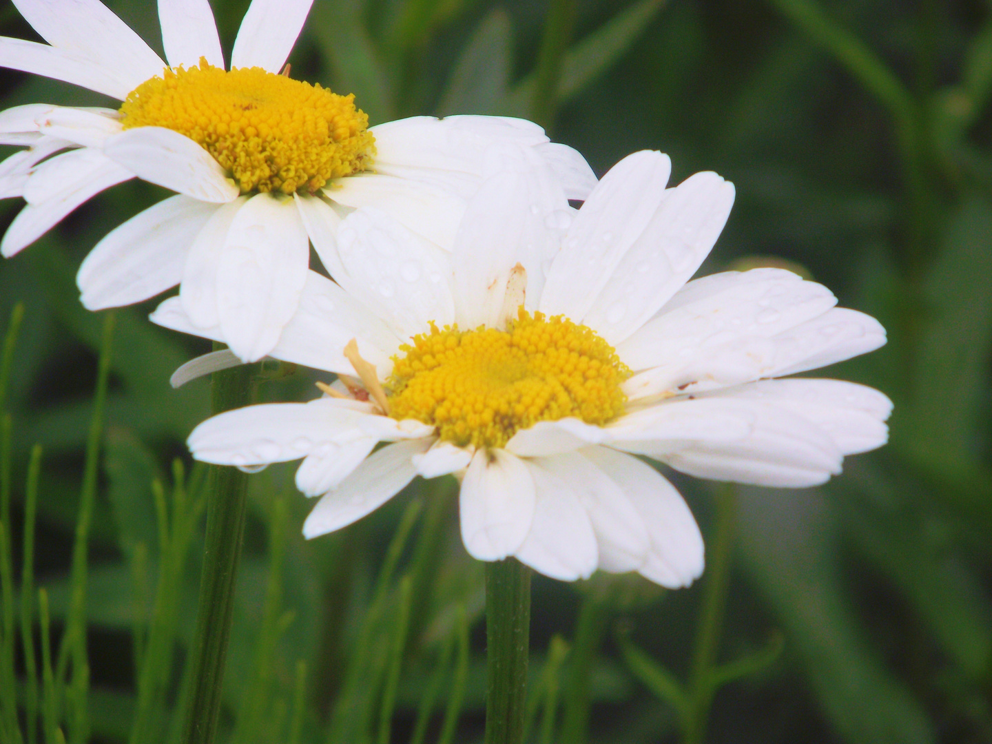 Marguerite