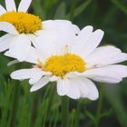 Marguerite