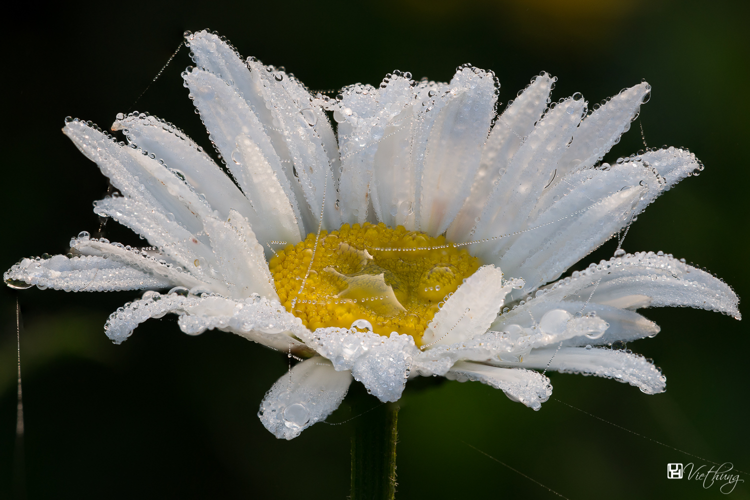 Marguerite