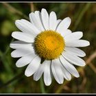 marguerite