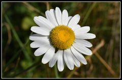 marguerite