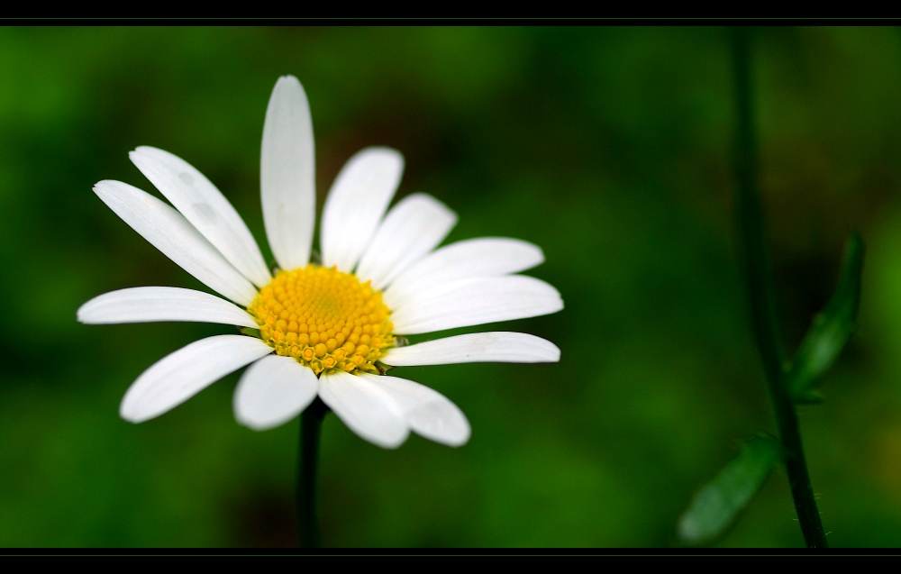 marguerite