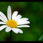 marguerite