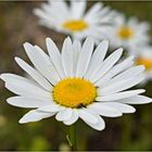 marguerite