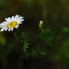 Marguerite