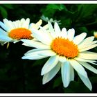 Marguerite