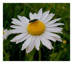 marguerite