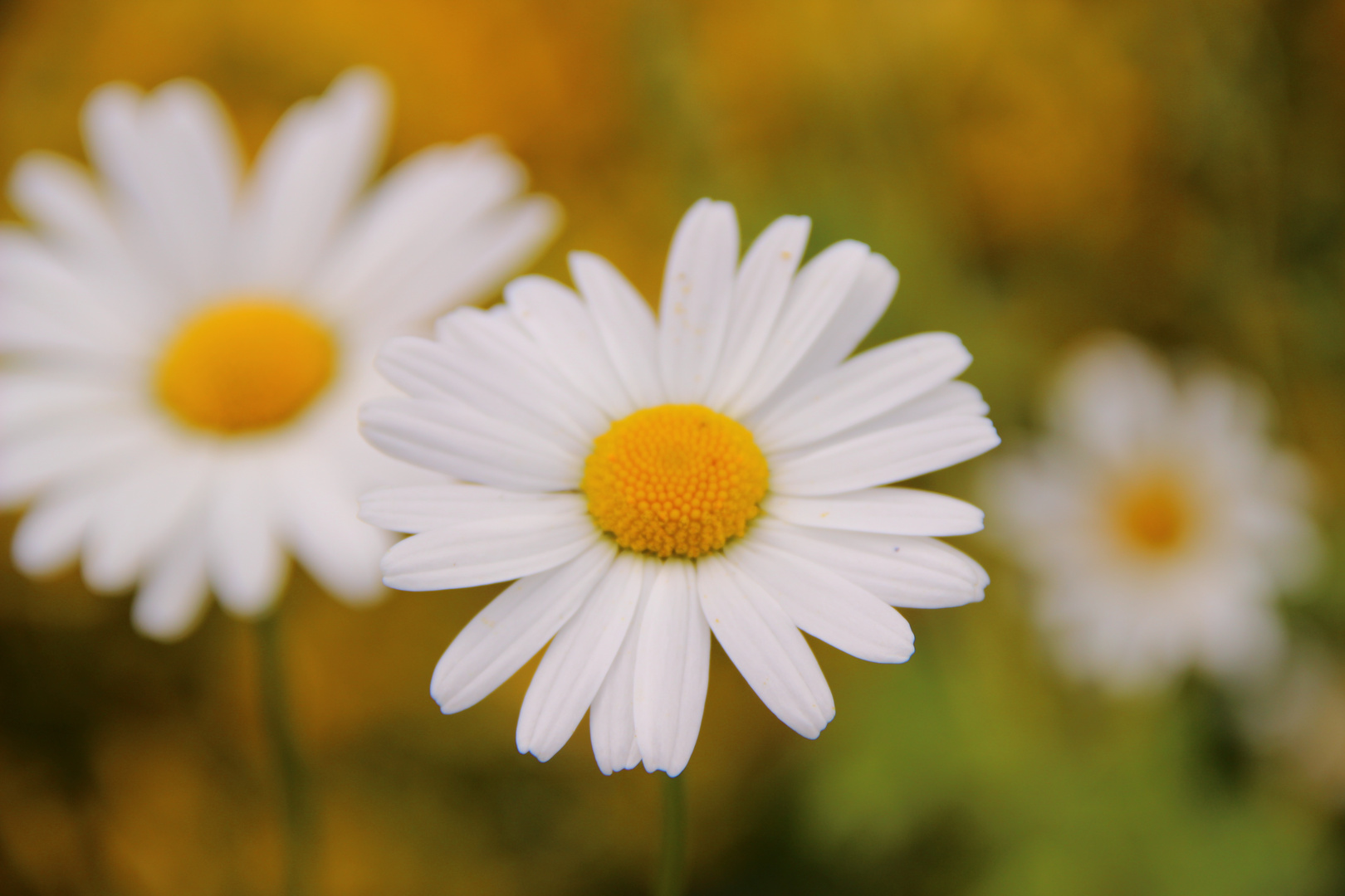 marguerite