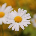 marguerite