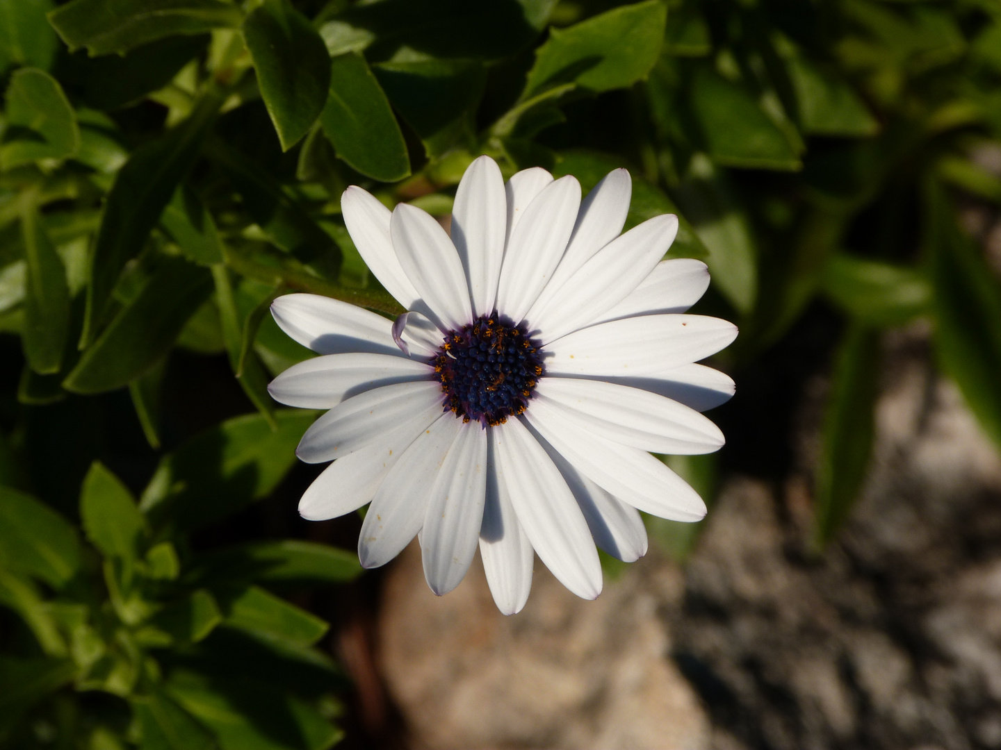 Marguerite