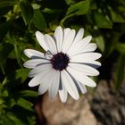 Marguerite