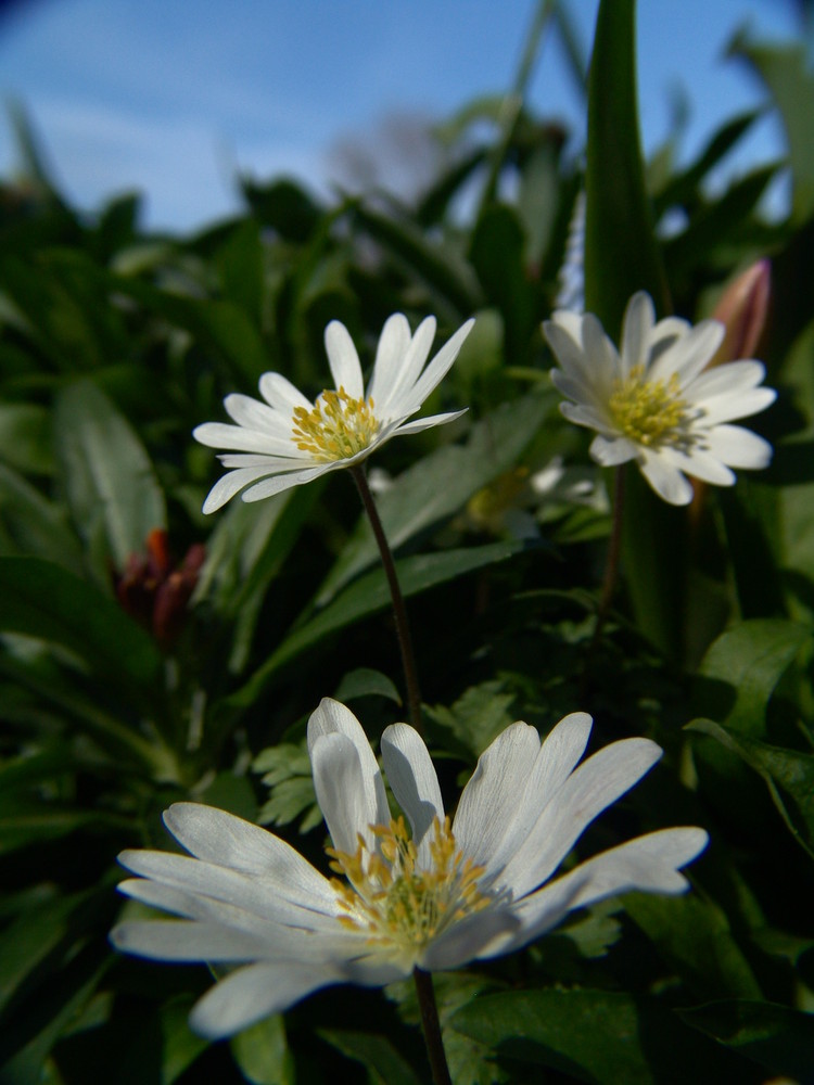 marguerite