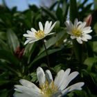 marguerite