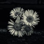 Marguerite