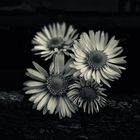 Marguerite