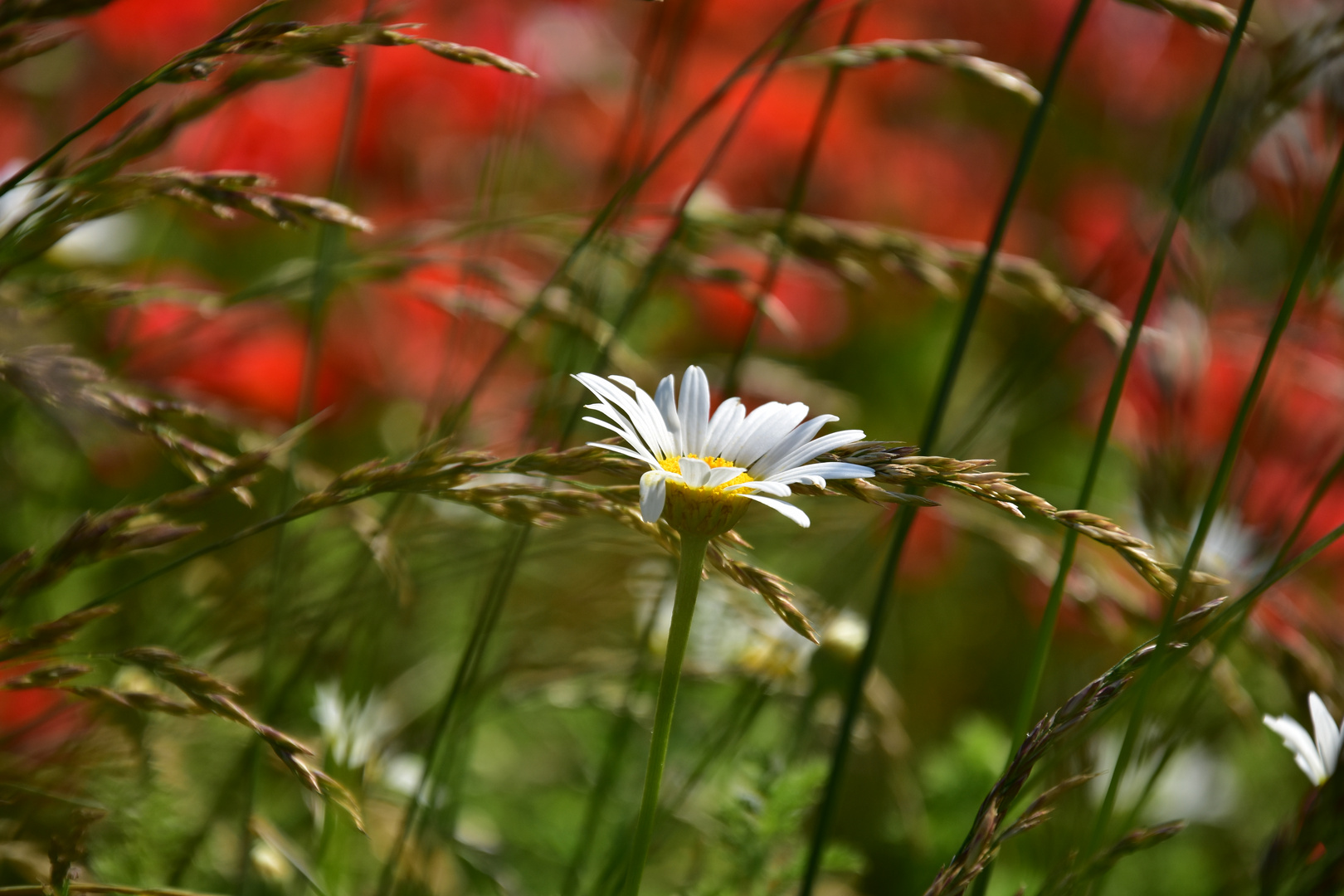 Marguerite