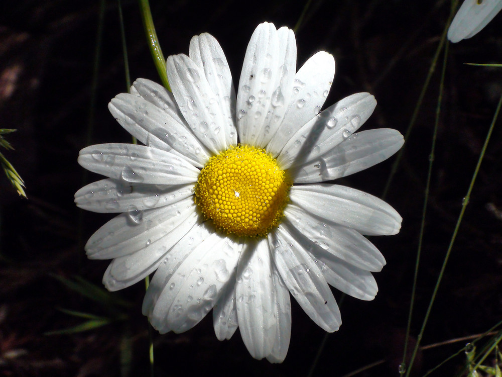 marguerite!