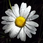 marguerite!