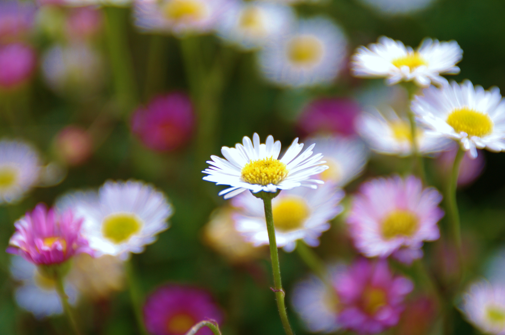 marguerite