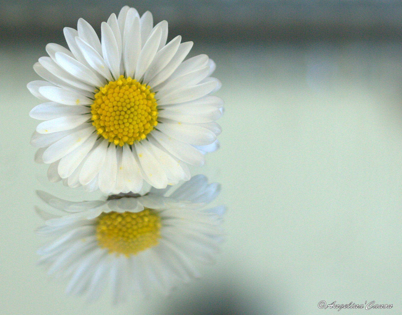 Marguerite