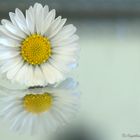 Marguerite