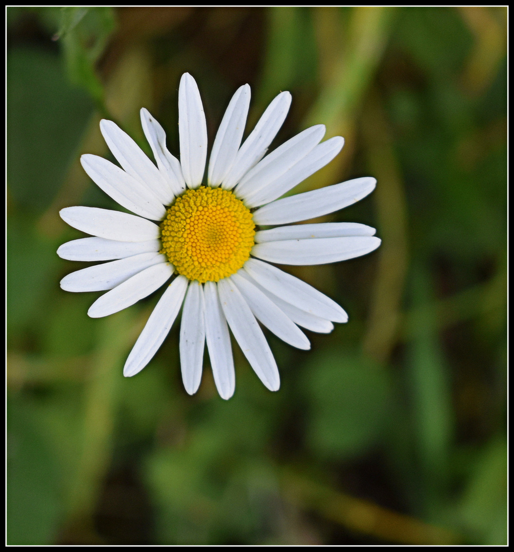 marguerite