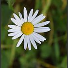 marguerite