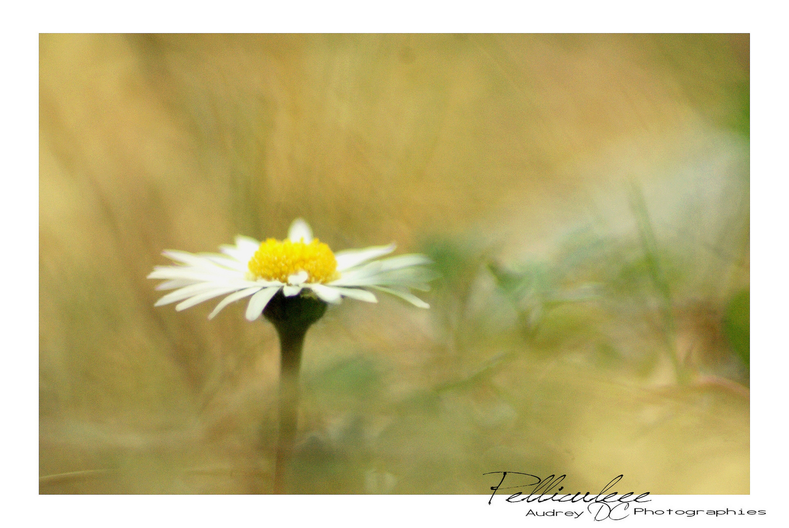 Marguerite