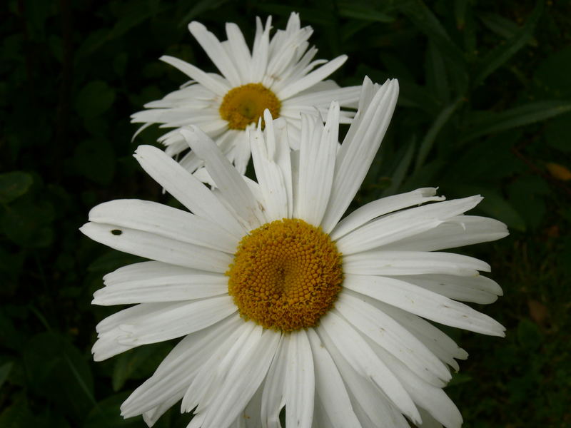 marguerite