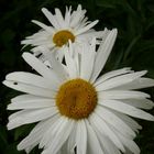 marguerite