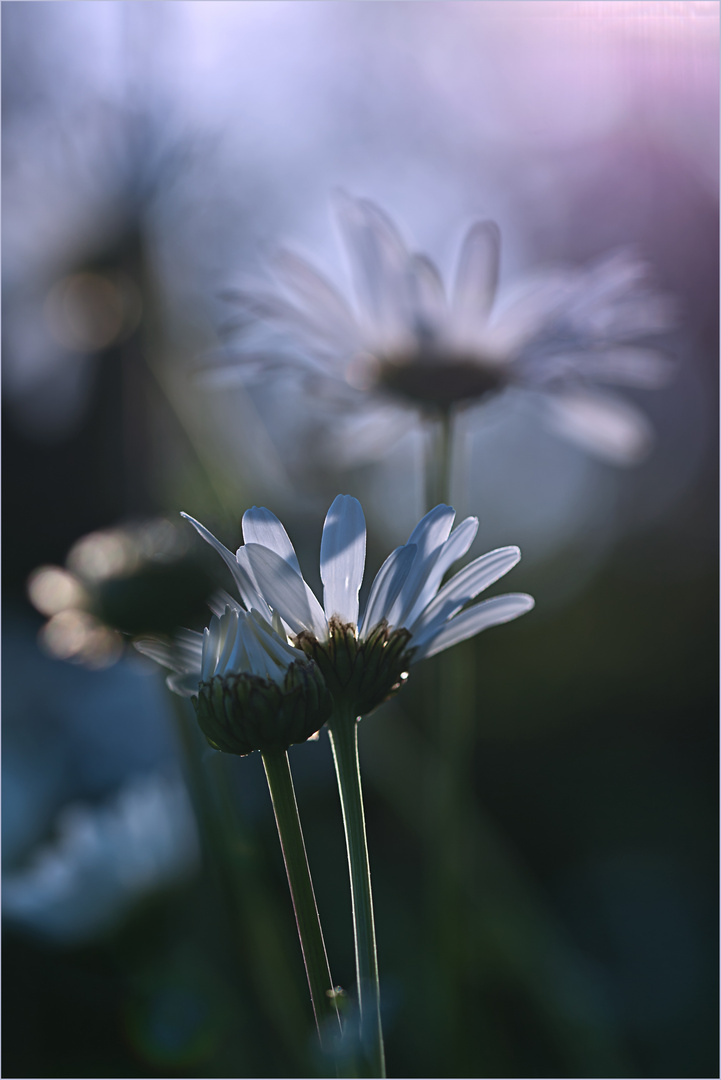 Marguerite