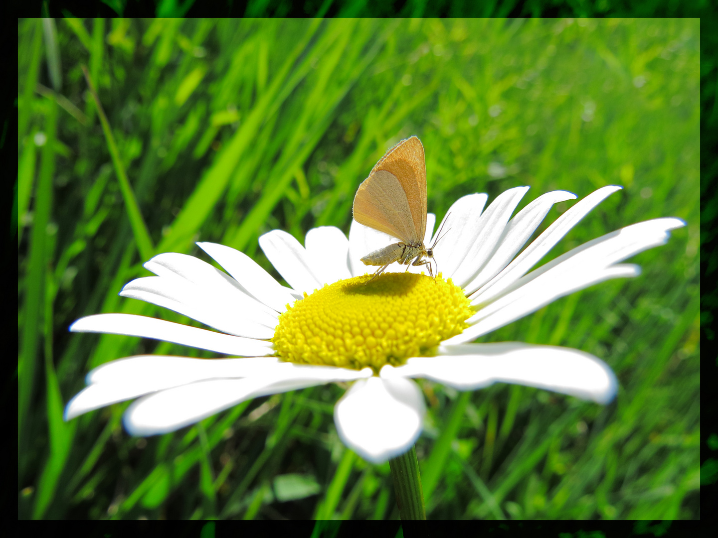 Marguerite