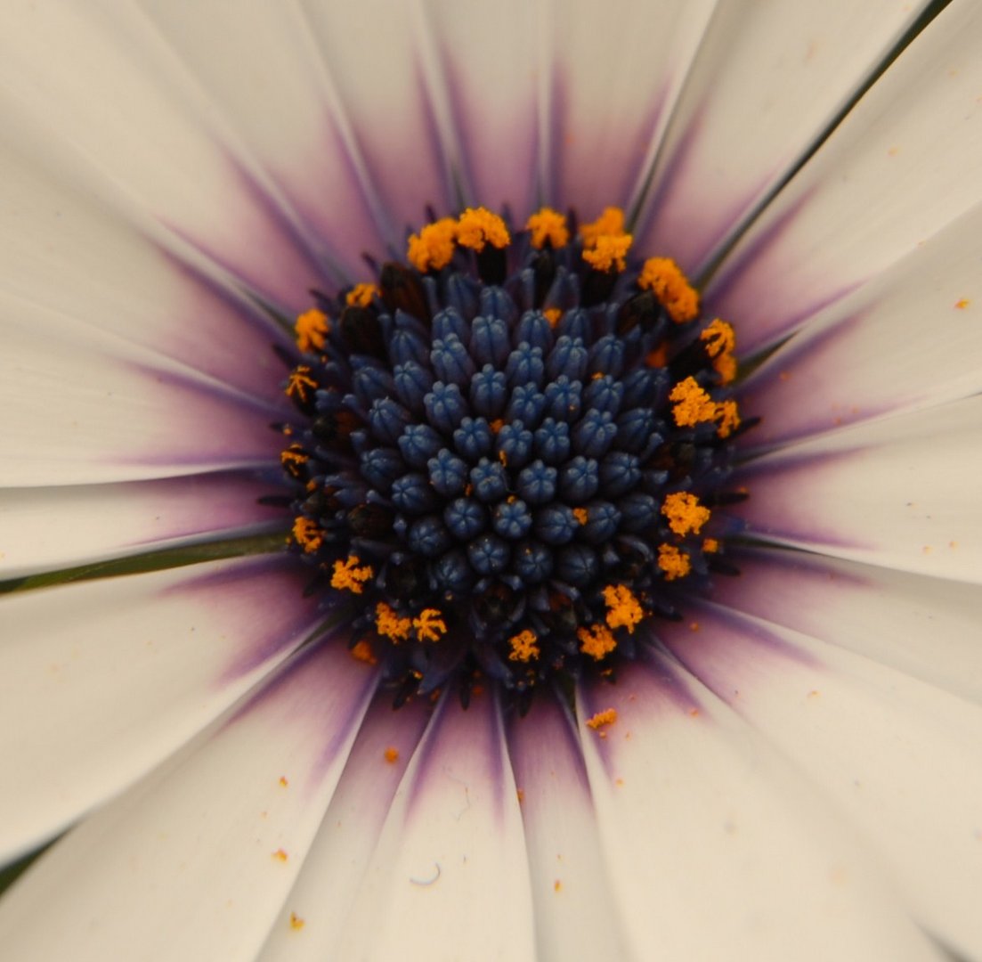 marguerite a coeur bleue